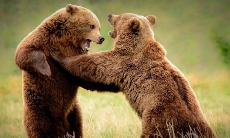 Brown bear in the Trans-Baikal territory